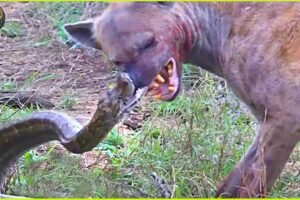 Top 9 WILDEST Animal Fights Caught On Camera | Animal Fighting