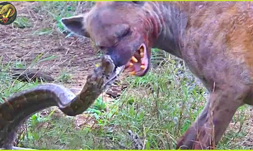 Top 9 WILDEST Animal Fights Caught On Camera | Animal Fighting