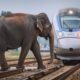 Tragic ! 30 Horrifying Moments of Animals Colliding with Trains [Part2]