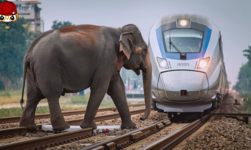 Tragic ! 30 Horrifying Moments of Animals Colliding with Trains [Part2]