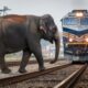 Tragic ! 40 Horrifying Moments of Animals Colliding with Trains !