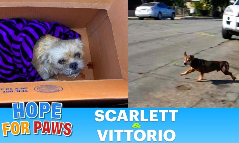 Two homeless dogs - one was hit by a car, the other one got lucky!