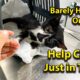 URGENT RESCUE: STRAY CAT STRUGGLES TO STAND! | Funny Cat Videos, Talking Cats