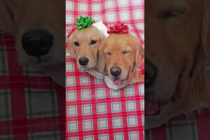 Unwrapping the best gift ❤️🥺 #dogs #puppy #dogshorts #goldenretriever #puppies #cutedog #christmas