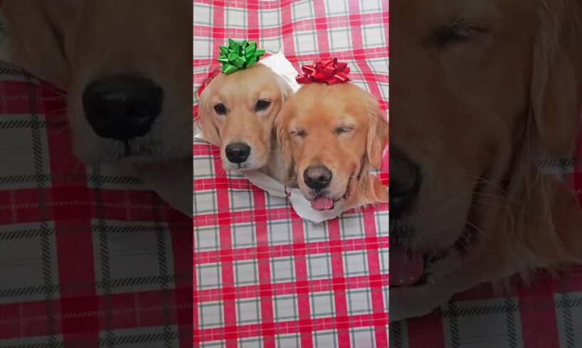 Unwrapping the best gift ❤️🥺 #dogs #puppy #dogshorts #goldenretriever #puppies #cutedog #christmas