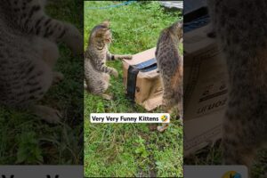 Very Very Funny Kittens #trending #funny #meow #cat lover #cute