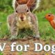 Videos for Dogs To Watch - Dog TV Videos of Birds and Squirrels for Separation Anxiety