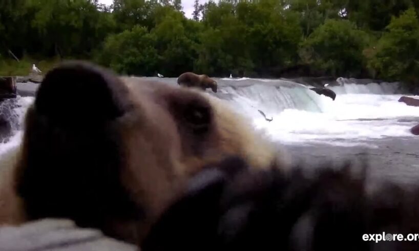 What Happens When The Animals Find Our Cameras?