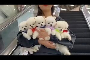 What is your comment about these beautiful cutest puppies