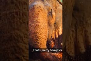 Why Baby Elephants Are the Cutest Animals on Earth