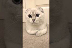 Why you should get a Scottish Fold Cat 🥰🐱#shorts #animals #pets #cute #cuteanimals #wildlife #cat