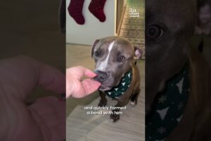 Woman Fosters Dog and Finds Him Loving Home