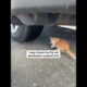 Woman Rescues Cat From Street - 1540299