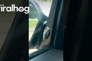 Woman Rescues Frog on Her Car Window || ViralHog