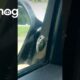 Woman Rescues Frog on Her Car Window || ViralHog