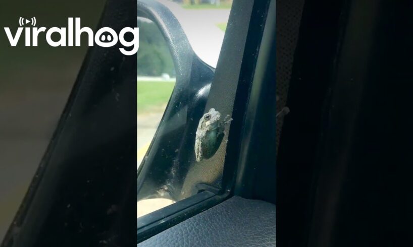 Woman Rescues Frog on Her Car Window || ViralHog