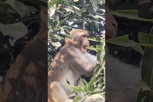 You will laugh after watching a group of monkeys playing #shorts #monkey