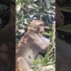 You will laugh after watching a group of monkeys playing #shorts #monkey