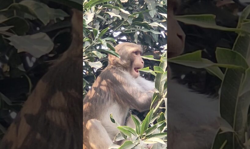 You will laugh after watching a group of monkeys playing #shorts #monkey