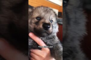 #animals #rescue #shortvideo #cute #wolf