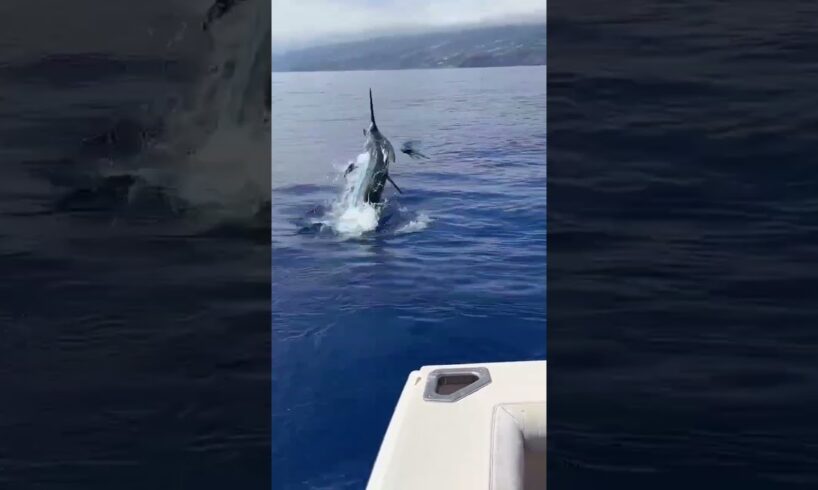 #bluemarlin #fishing #jump #awesome #catchandrelease #lifestyle #madeira #portugal #style