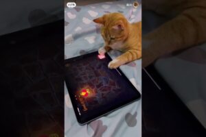 catlover playing the game #catlover #catshorts #kucingimut  #cat