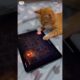 catlover playing the game #catlover #catshorts #kucingimut  #cat