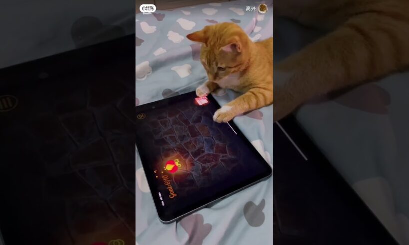 catlover playing the game #catlover #catshorts #kucingimut  #cat