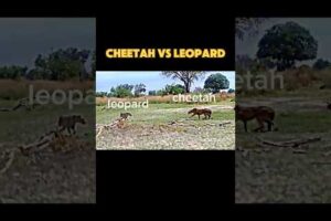 cheetah vs leopard #trending #animals #wildlife #cheetah #leopard #youtubeshorts #shorts