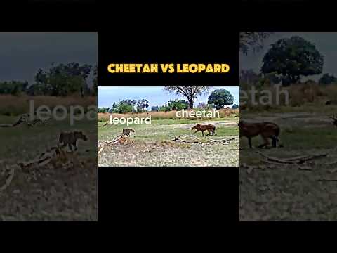 cheetah vs leopard #trending #animals #wildlife #cheetah #leopard #youtubeshorts #shorts