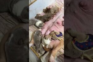 cute Puppies Drinking Breast Milk #cutepuppy #puppy #doglovers