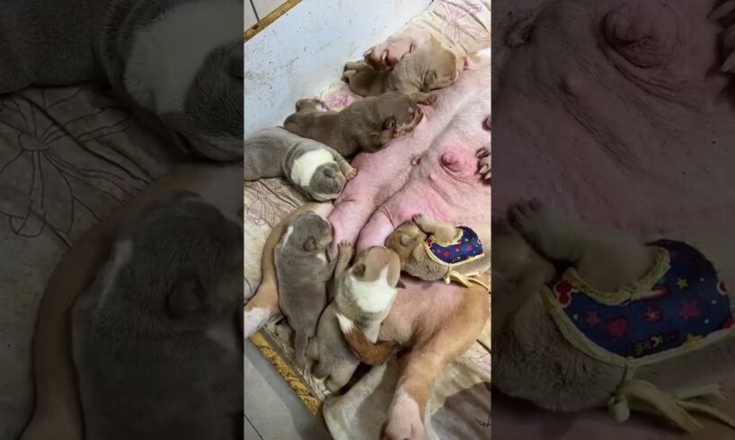 cute Puppies Drinking Breast Milk #cutepuppy #puppy #doglovers