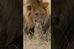 #cute #lion #cub wakes dad. #shorts #babyanimals