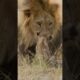 #cute #lion #cub wakes dad. #shorts #babyanimals