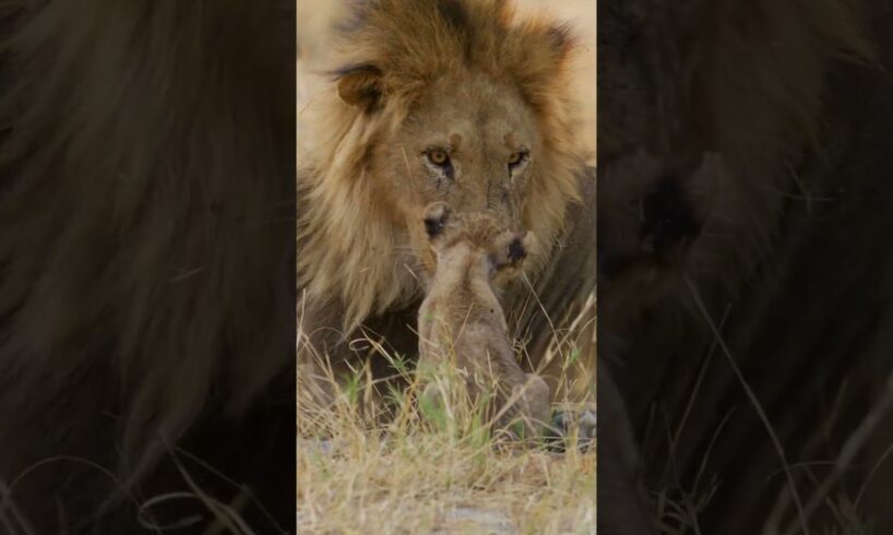 #cute #lion #cub wakes dad. #shorts #babyanimals