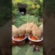 cute puppies and cat😱😱💥💥 #dog #puppy #pets #cute #funny #animals #shorts #ytshorts