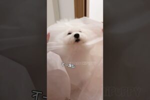 cute puppies funny moment cute overload ❤️#hellomochi #dog #bichon