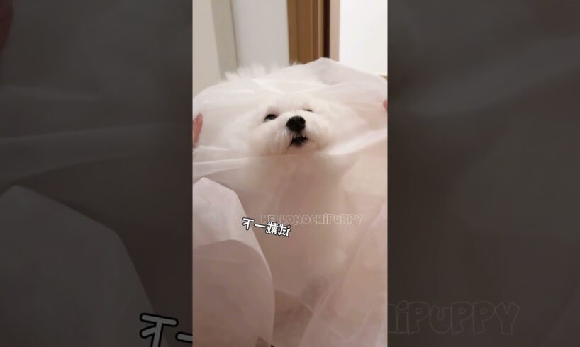 cute puppies funny moment cute overload ❤️#hellomochi #dog #bichon