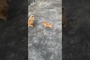 cute puppies playing | dog lover | animal | Vijay chandola | #puppy #uttarakhandi #puppylife