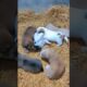 cute puppies playing #puppy #puppies #dog #cuteanimals #youtubeshorts #shorts