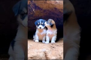 cute puppies #puppy #dog #puppies #cuteanimals #youtubeshorts #shorts