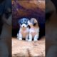 cute puppies #puppy #dog #puppies #cuteanimals #youtubeshorts #shorts