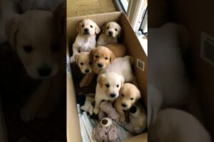 cute puppies #puppy #puppies #cuteanimals #youtubeshorts #cutedog