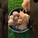 cute puppies #puppy #puppies #puppydog #cuteanimals #funnyanimals #dog #youtubeshorts #shorts