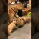 cute puppies with mother dog #puppy #puppies #dog #cuteanimals #youtubeshorts #shorts