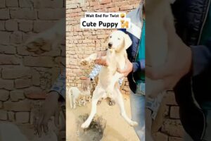 cute puppy 🐕 funny animals shorts #puppy #animals #shorts