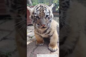 cute tiger cub playing || 😳❤️ #shorts#youtubeshorts#tiger #tigercubs#babytiger#cubs