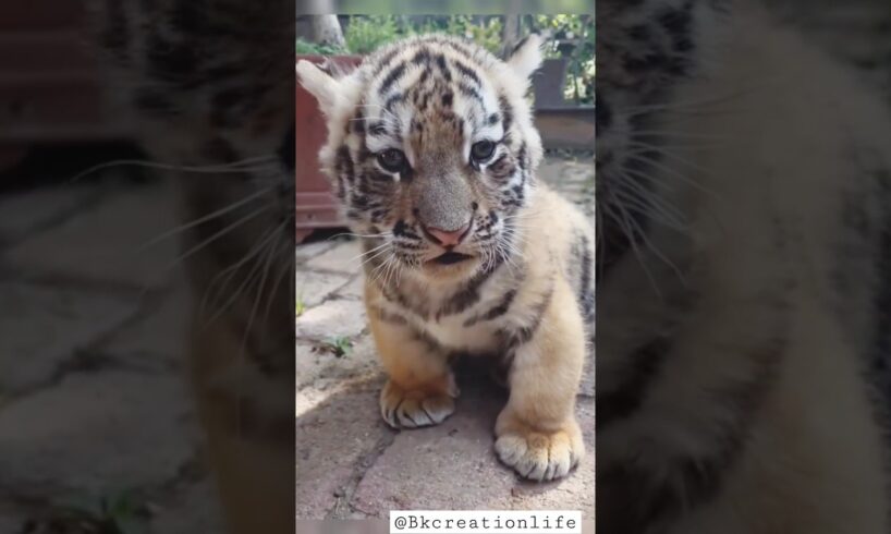 cute tiger cub playing || 😳❤️ #shorts#youtubeshorts#tiger #tigercubs#babytiger#cubs