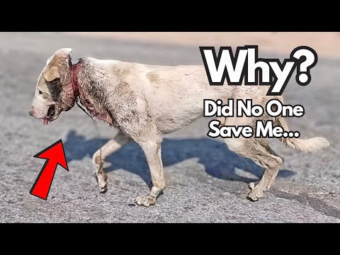 dog videos | dog rescue | dog rescue stories | dog rescue transformation|rescue puppy| animal rescue