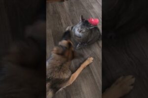 funny cat and dog fights#shorts